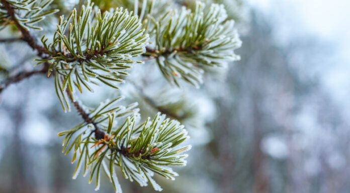 Ger peste România. Meteorologii anunță și temperaturi de până la -20 de grade