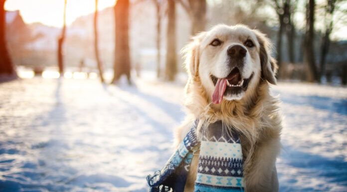 Cum va fi vremea până la începutul lunii ianuarie. Estimările meteorologilor pentru următoarele patru săptămâni