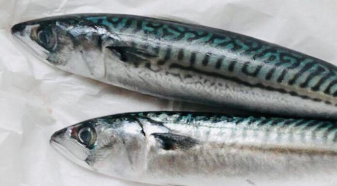 Peştele congelat, la analize de laborator. La macrou 25% e gheaţă, iar contaminarea e la limită